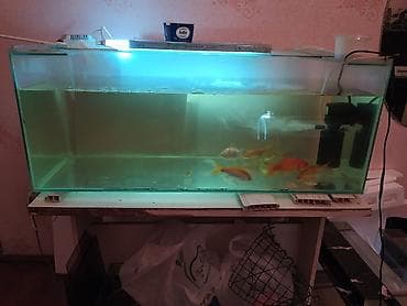 akva: Akvarium satılır 2 ədəd 1 metr, 2 ədəd 50 santım, 2 ədəd 40 santım — 2