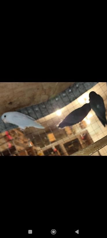 sebzi qusu: Folpus quşları dünyanın ən balaca quşları Varabınnıy papuqay Sevgi — 7