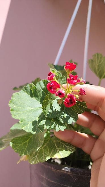 Pelargonium (qərənfilgülü) kolleksiyası – müxtəlif sortlar - Çiçək — 3