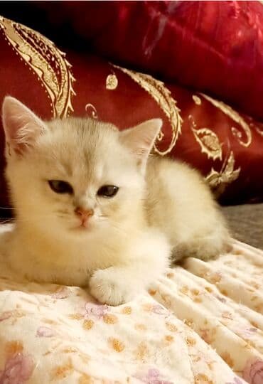 azerbaycanca pişik adlari: Britan, Erkək, Dişi, Yaxşı əllərə, Ünvandan götürmə — 2