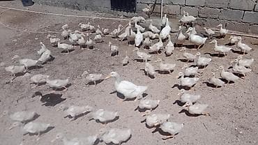 30 günlük 80 ədəd7 ədəd 65 günlük ağ ördək 435 azn təcili satılır