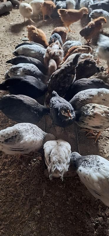 yerli cücələr: Toyuq cücələri, Damazlıq, Ödənişli çatdırılma — 6