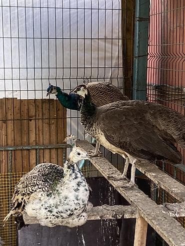 tetra quşu: Cütü 400AZN.1-yaş yarım — 1