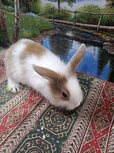 BMW: Dovşan Ag kariçni Yarı cırtdan çox gözəl Sort dovşandı. Şəkillərdə — 4