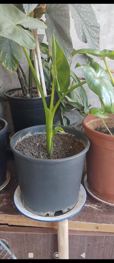 куплю комнатные растения: Məhsul: Otaq gülləri (saksıda) Təsvir: - Şəkillərdə müxtəlif — 14