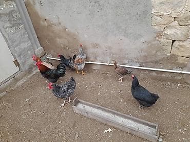 Balıqlar: Toyuq, Damazlıq — 1