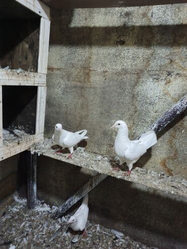 ağ mərmər qiyməti: Tam sağlam hazir yumtaya doyler — 3