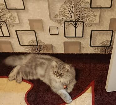 pişik yem qabı: Pers cinsi kicle bagli tecili satilir butun peyvendleri olunub butun — 3