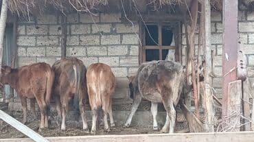 yeher satisi: Satılır: dana qrupu - Növ: yerli cins dana (ətlik istiqamət) - Say: 4 — 6