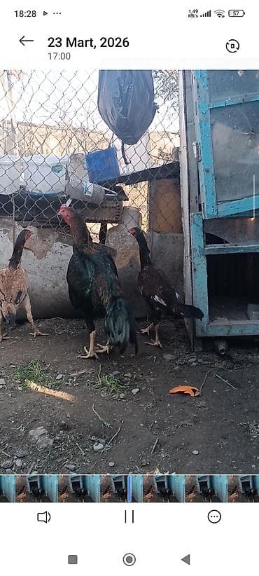 cucə: Super cins heyratilar satilir isimle elaqadar tərgidirem deye hamsini — 6