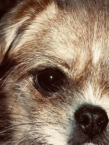 ev heyvan: 3 il, Dişi, Peyvəndli, Ünvandan götürmə — 8