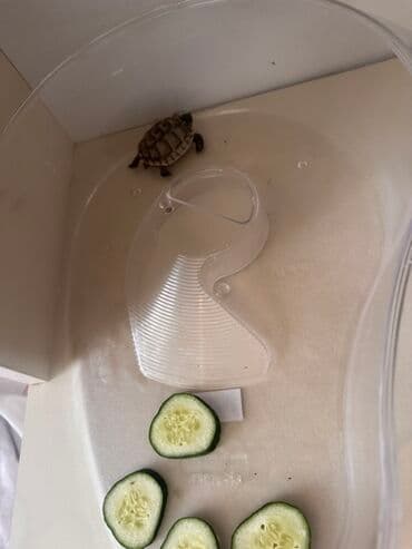 продажа животных в азербайджане: Kiçik quru tısbağası - Növdən asılı olaraq evdə saxlanıla bilən quru — 4