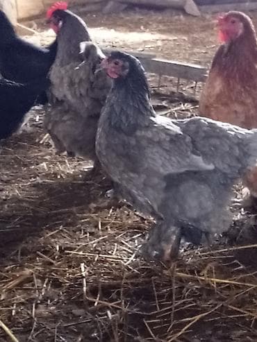 cücə və xoruz təmsil: Məhsul: Ev quşları – iri cüssəli, tüklü pəncəli toyuqlar — 1