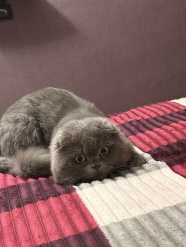 ev pişiyləri: Şotland yastı qulaq — 2