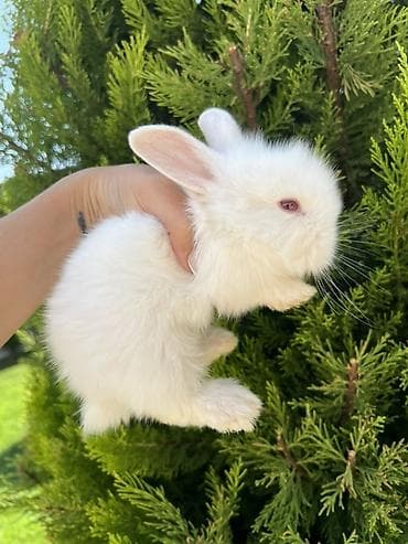 dovşan velikan: Nadir qırmızı gözlü dovşan sahibləndirilir! Çox baxımlı, tam sağlam — 4