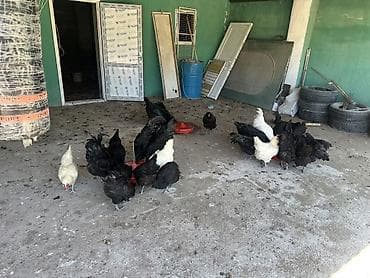 sultan toyuqu: Toyuq, Australorp, Yumurtalıq — 1