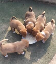 it aliram: 2 ay, Dişi — 2