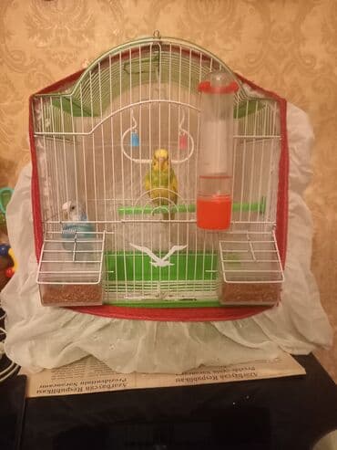 ördək balası satışı: PAPUQAY 2 EDED ERKEK DISI her ikisi saqlamdir kocuruk satilir 45 m — 3