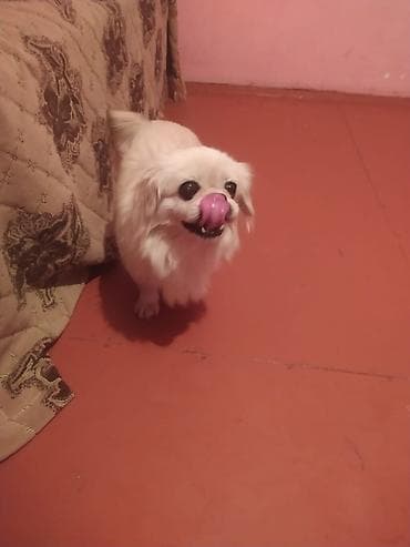 coban itleri: Pekines 1yaş 6aylıq dişi — 2