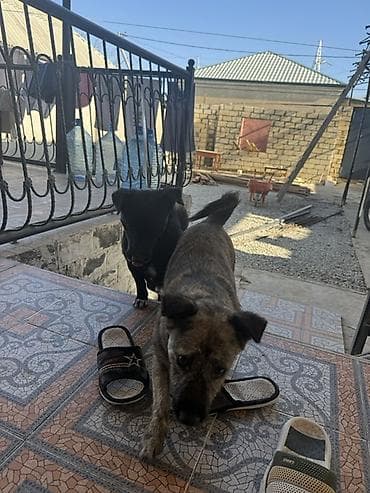 it bazari 2019: Zvonok, 1 ay, Erkek, Peyvəndli — 5