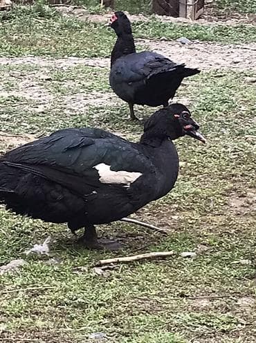 K/t heyvanları və malları: Qara zumrud. Maskali. Qizqin erkey Damazdiq Xüsusiyyətlər: - Cinsi — 5