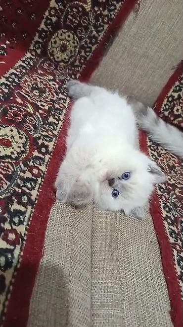 pisi: Şotland uzun tüklü — 6