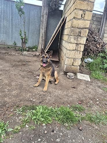 Alman çoban iti, 7 ay lalafo.az -da Alman çoban iti, 7 ay