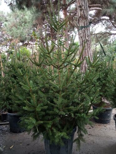 sumax ağacı: Yeni il şamları Pixta və Kremlovski təbii şamlar dibçəkdə topdan en — 27