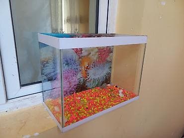 Akvarium Hündürlük 30 sm eni 40 sm az işlenib Aboyu ve Daslarıda var lalafo.az -da Akvarium Hündürlük 30 sm eni 40 sm az işlenib Aboyu ve Daslarıda var