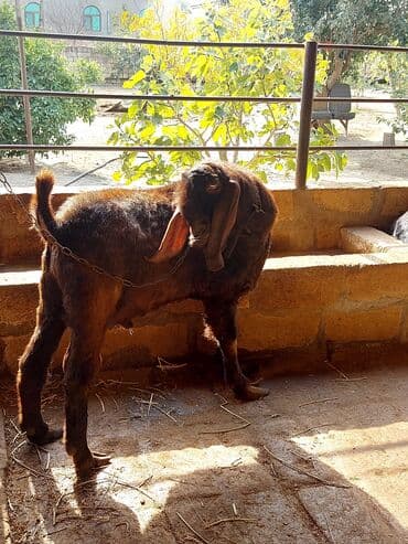 sudlu kecilər: 3üdə bir yerdə satılır, 1 erkəy 2 dişi marağlanan yaza bilər — 6