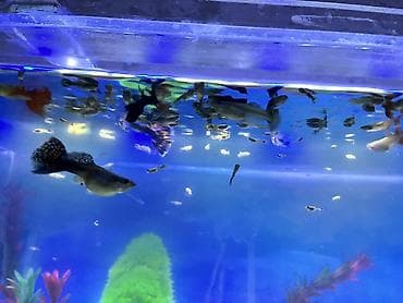ruletka cat: Dördbucaq akvarium, Balıqlarla birlikdə, 90 l, Ünvandan götürmə, Ödənişli çatdırılma — 8