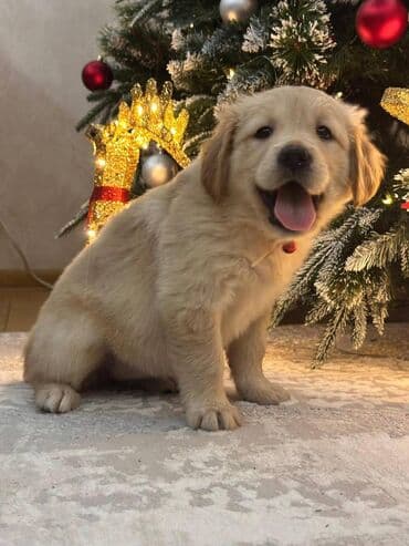 Heyvanlar üçün mallar: Retriever, 2 ay, Dişi, Sənədli, Ünvandan götürmə, Ödənişli çatdırılma — 3