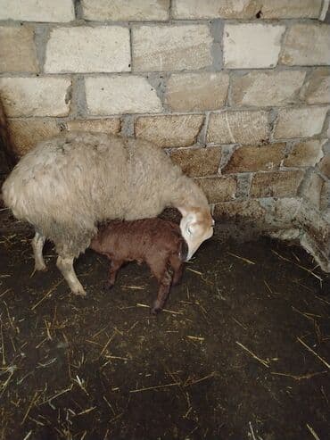 qoyun qiymətləri 2024: Qoyun və quzu satılır - Qoyunlar: yerli növ, uzun yunlu, yaxşı ana — 5