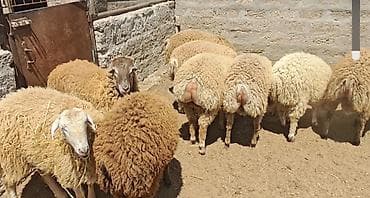 holstein inek satilir: Quzular 35-37kilo arasidir emlik vaxdinnan saxlayiram kök quzulardir — 3