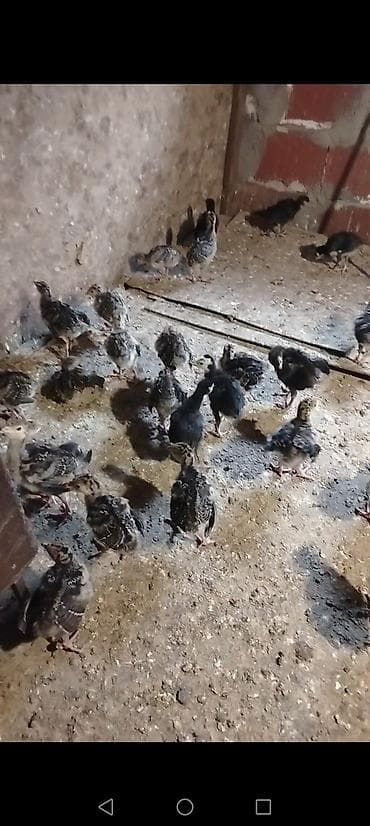 toyuq mehsullari topdan satis: Dişi, Kanada, Ətlik, Ödənişli çatdırılma — 2