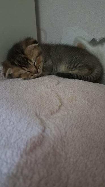 ordek sekilleri: Şotland — 5