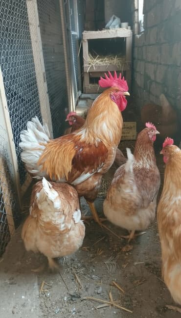 arpa toxumu satışı: Toyuq, Yumurtalıq, Ünvandan götürmə, Ödənişli çatdırılma — 1