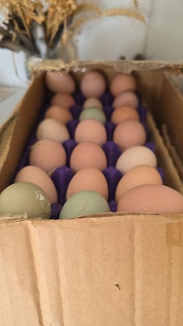 kend toyuqları: Toyuq, Damazlıq — 4