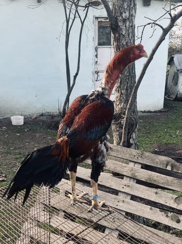 стрижка собак в баку: Heyratı xoruz satılır 1 il 4 aylıqdı qəşəy xoruzdu damazlıqa superdi — 2