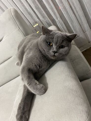 sarı pişik imla: Britan, Erkək, Yaxşı əllərə, Ödənişli çatdırılma — 1