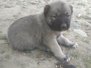 İtlər: Kanqal, 1 ay, Erkek — 3