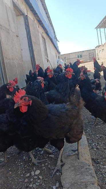 Toyuq, Damazlıq lalafo.az -da Toyuq, Damazlıq