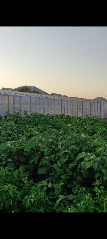 питомник растений в баку: Теплицы — 1