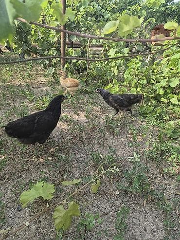 Куры: 2 ay yarımlıq 3 ay 4 aylıq kənd çolpaları.yaşıl otnan buğda — 5