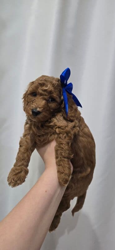 qurd basan: Pudel, 1 ay, Dişi — 8