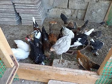 bantam: Yaponka cücələr 2 ay 20 günlük Dekorativ toyuqlar – müxtəlif rəng və — 10