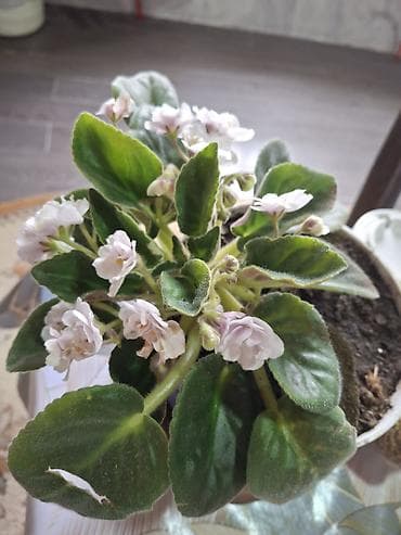 tuya bitkisi: Bənövşə (Saintpaulia) otaq bitkisi - Rəng: açıq-bənövşəyi/çəhrayı — 2