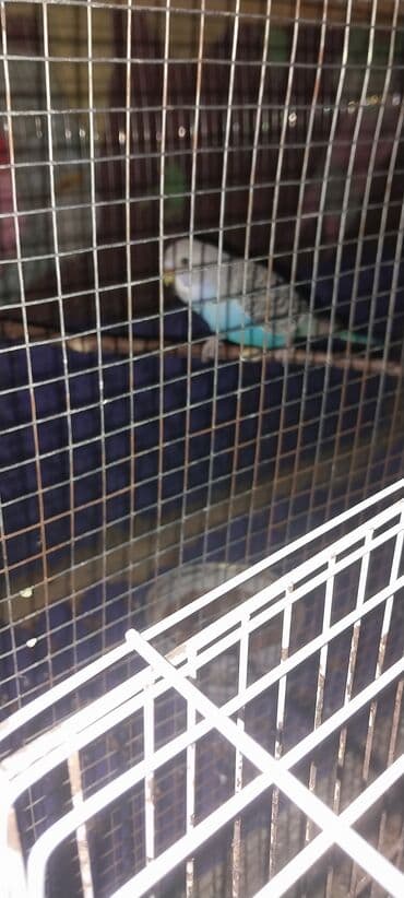 avcarka balaları: Valnitsiy balalar. 3 ədəddi. Biri 12 manat. 2 aylıq quşlardı. Ünvan — 1