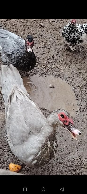Erkek Lavanda disi macar sortu 6aylig ordekler cutu 70manat lalafo.az -da Erkek Lavanda disi macar sortu 6aylig ordekler cutu 70manat