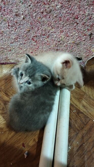 где купить котёнка: В добрые руки — 1